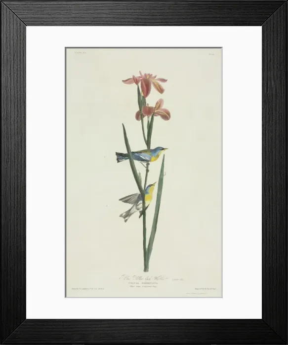 Framed Print : Parula americana, northern parula Framed Print : Parula americana, northern parula