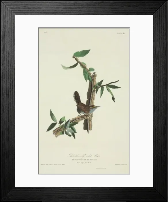 Framed Print : Thryomanes bewickii, Bewicks wren Framed Print : Thryomanes bewickii, Bewicks wren