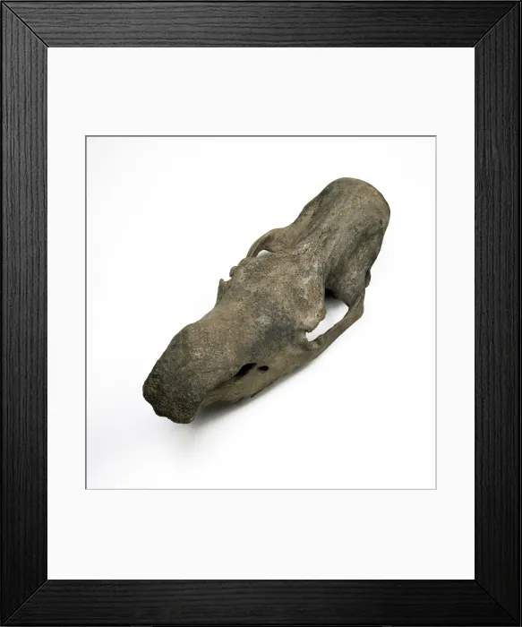 Framed Print : Woolly rhinoceros skull Framed Print : Woolly rhinoceros skull