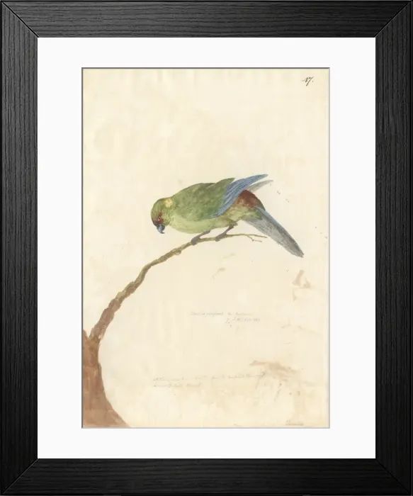 Framed Print : Cyanoramphus novaezelandiae, red-fronted parakeet Framed Print : Cyanoramphus novaezelandiae, red-fronted parakeet