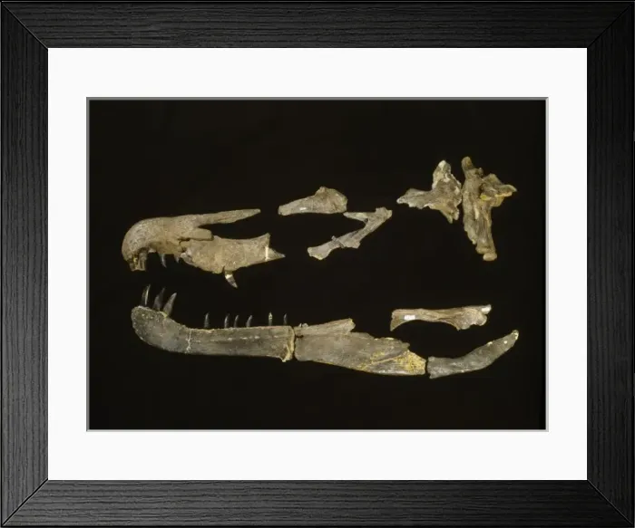 Framed Print : Baryonyx. Fragments of a skull that once belonged to Baryonyx Framed Print : Baryonyx. Fragments of a skull that once belonged to Baryonyx