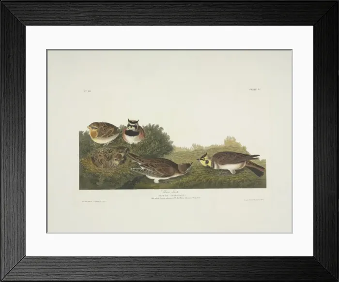 Framed Print : Eremophila alpestris, horned lark Framed Print : Eremophila alpestris, horned lark