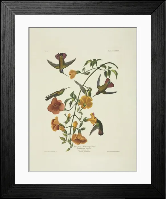 Framed Print : Anthracothorax nigricollis, black-throated mango Framed Print : Anthracothorax nigricollis, black-throated mango