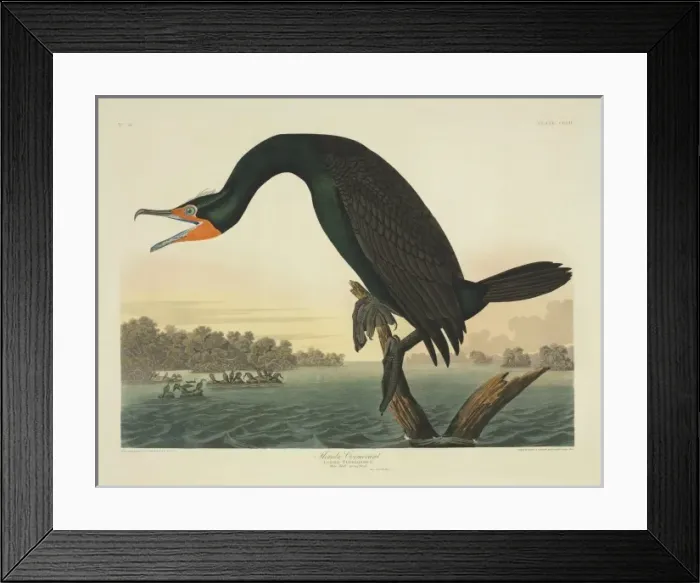 Framed Print : Phalacrocorax auritus, double-crested cormorant Framed Print : Phalacrocorax auritus, double-crested cormorant