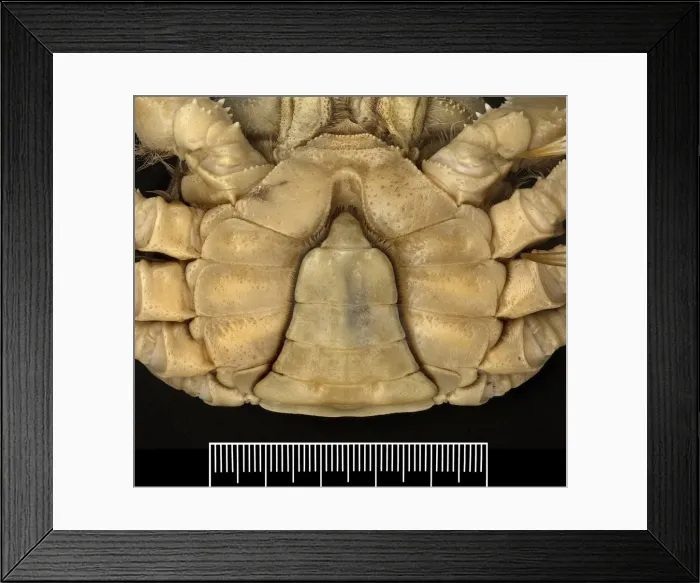 Framed Print : Eriocheir sinensis, Chinese mitten crab Framed Print : Eriocheir sinensis, Chinese mitten crab