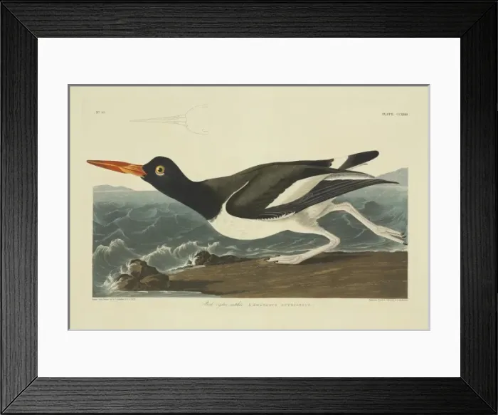 Framed Print : Haematopus palliatus, American oystercatcher Framed Print : Haematopus palliatus, American oystercatcher