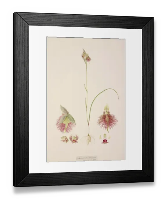 Framed Print : Calochilus paludosus, R. Br Framed Print : Calochilus paludosus, R. Br