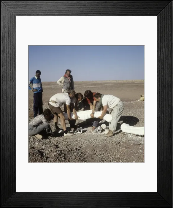 Framed Print : Dinosaur excavation, Niger 1988 Framed Print : Dinosaur excavation, Niger 1988
