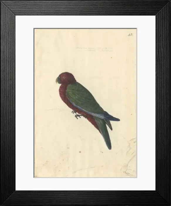 Framed Print : Prosopeia tabuensis, red shining parrot Framed Print : Prosopeia tabuensis, red shining parrot