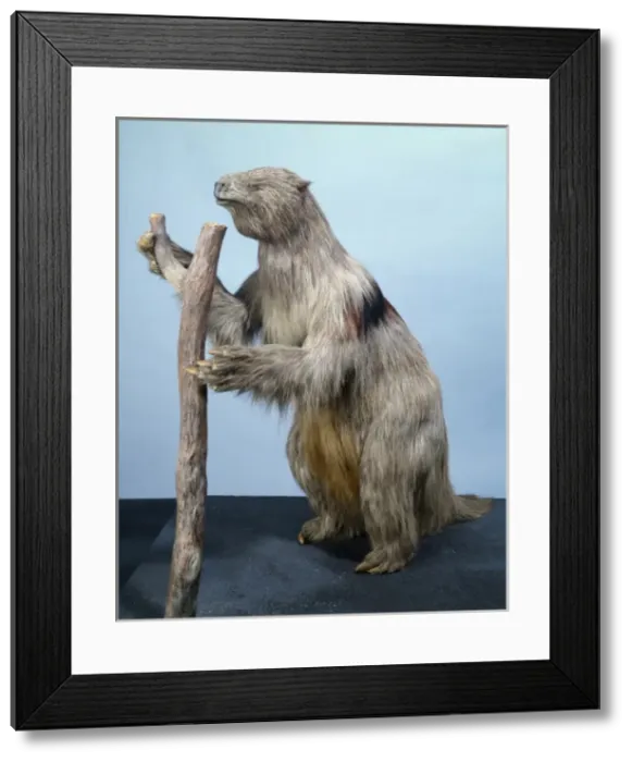 Framed Print : Megatherium, giant ground sloth Framed Print : Megatherium, giant ground sloth