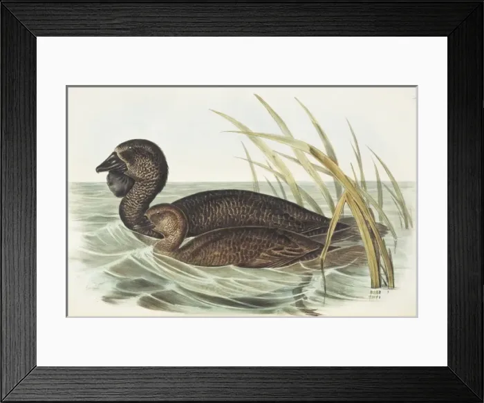 Framed Print : Biziura lobata, musk duck Framed Print : Biziura lobata, musk duck