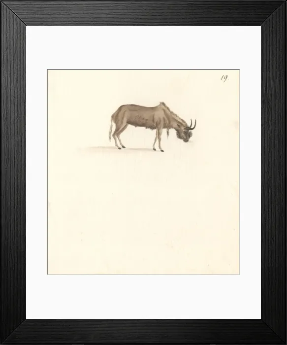 Framed Print : Bos connochaetes, wildebeest Framed Print : Bos connochaetes, wildebeest