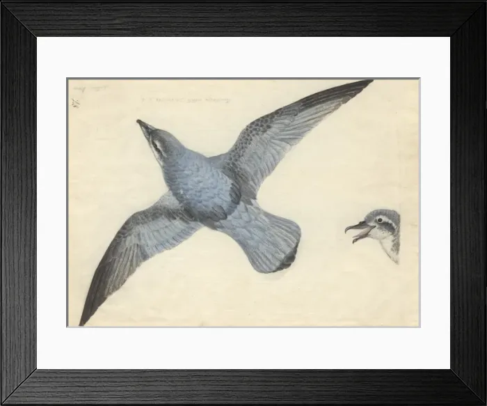 Framed Print : Pachyptila vittata, broad-billed prion Framed Print : Pachyptila vittata, broad-billed prion
