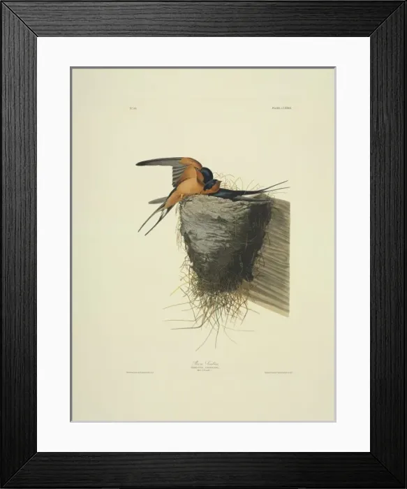 Framed Print : Hirundo rustica, barn swallow Framed Print : Hirundo rustica, barn swallow