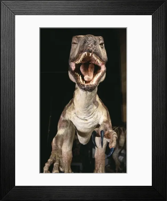 Framed Print : Deinonychus Framed Print : Deinonychus