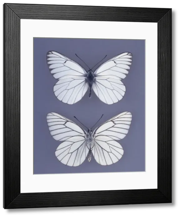 Framed Print : Aporia crataegi, black-veined white butterfly Framed Print : Aporia crataegi, black-veined white butterfly