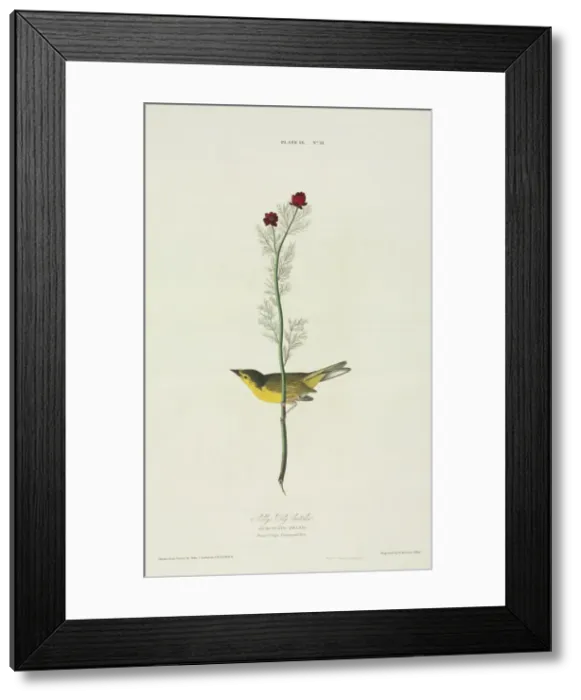 Framed Print : Wilsonia citrina, hooded warbler Framed Print : Wilsonia citrina, hooded warbler