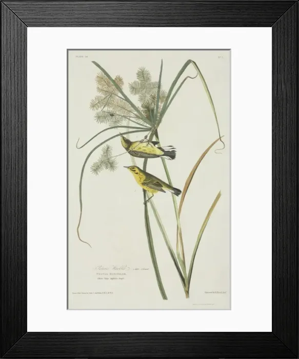 Framed Print : Dendroica discolor, prairie warbler Framed Print : Dendroica discolor, prairie warbler