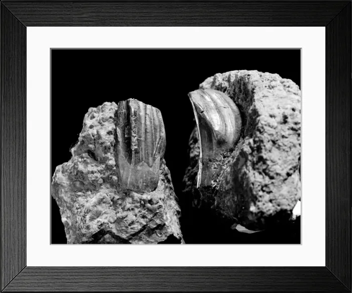 Framed Print : Iguanodon teeth Framed Print : Iguanodon teeth