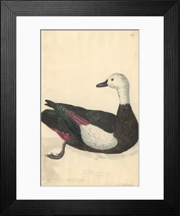 Framed Print : Tadorna variegata, Paradise shelduck Framed Print : Tadorna variegata, Paradise shelduck
