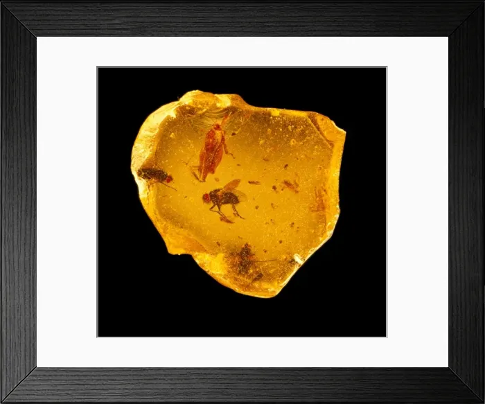 Framed Print : Insects in copal Framed Print : Insects in copal