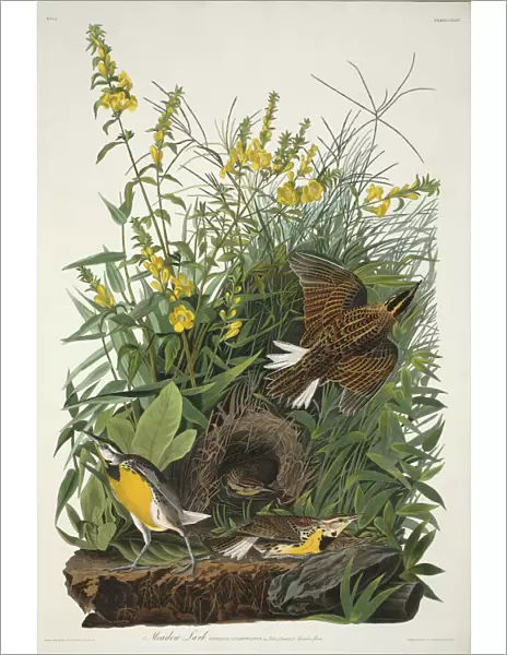 Sturnella magna, eastern meadowlark