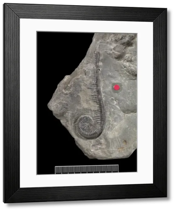 Framed Print : Myedactylus flecheri (Salter) Framed Print : Myedactylus flecheri (Salter)