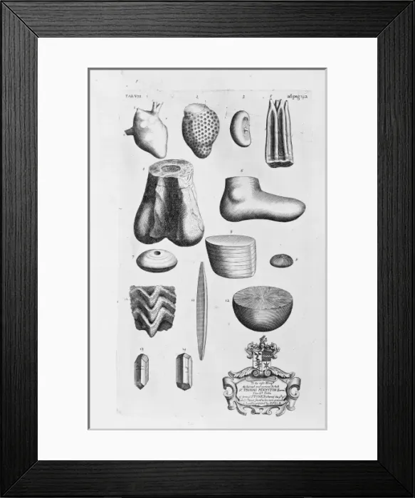 Framed Print : Megalosaurus thigh bone Framed Print : Megalosaurus thigh bone