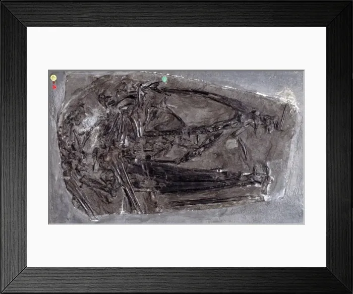 Framed Print : Dimorphodon macronyx Framed Print : Dimorphodon macronyx
