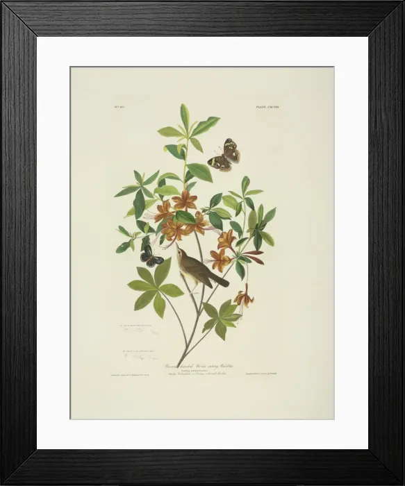 Framed Print : Limnothlypis swainsoni, Swainsons warbler Framed Print : Limnothlypis swainsoni, Swainsons warbler