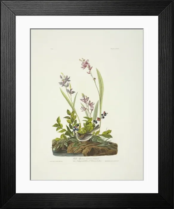 Framed Print : Spizella pusilla, field sparrow Framed Print : Spizella pusilla, field sparrow