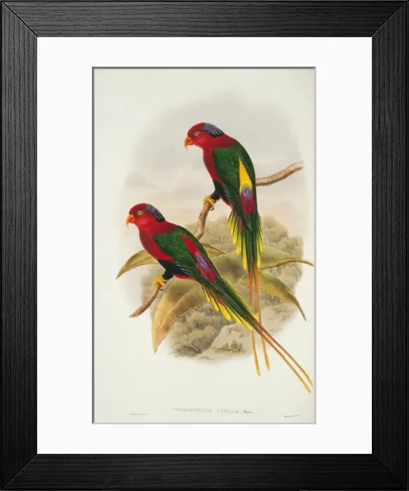 Framed Print : Charmosyna papou, Papuan lorikeet Framed Print : Charmosyna papou, Papuan lorikeet
