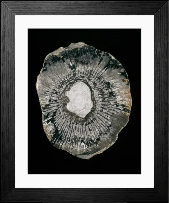 Framed Print : Cyathophyllum sp. rugose coral Framed Print : Cyathophyllum sp. rugose coral