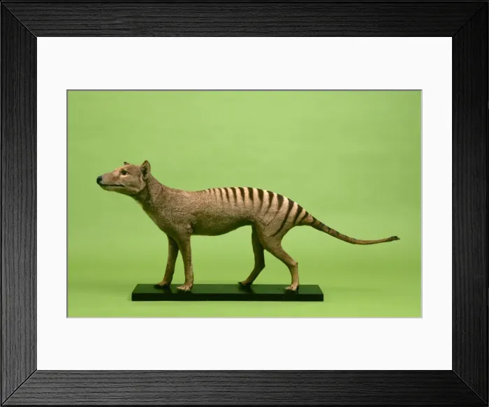 Framed Print : Thylacinus cynocephalus, thylacine Framed Print : Thylacinus cynocephalus, thylacine