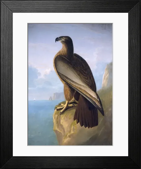 Framed Print : Haliaeetus leucocephalus, bald eagle Framed Print : Haliaeetus leucocephalus, bald eagle