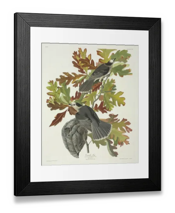Framed Print : Perisoreus canadensis, grey jay Framed Print : Perisoreus canadensis, grey jay