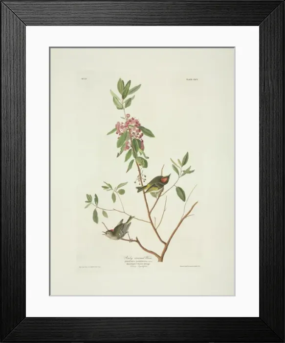 Framed Print : Regulus calendula, ruby-crowned kinglet Framed Print : Regulus calendula, ruby-crowned kinglet
