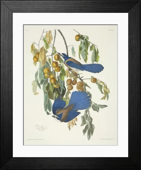 Framed Print : Dendroica castanea, bay-breasted warbler Framed Print : Dendroica castanea, bay-breasted warbler