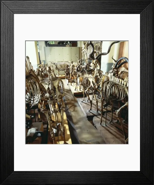 Framed Print : Artiodactyla (order), artiodactyl Framed Print : Artiodactyla (order), artiodactyl