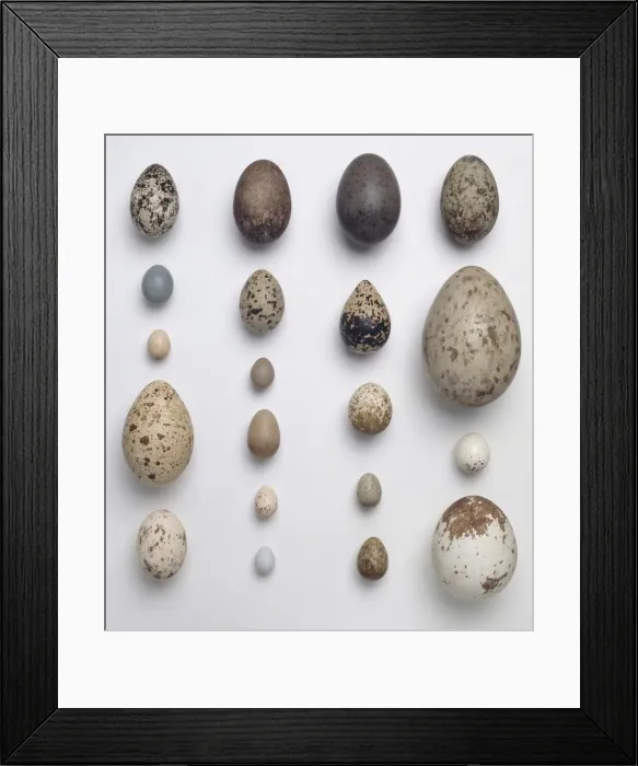 Framed Print : A collection of 20 birds eggs Framed Print : A collection of 20 birds eggs