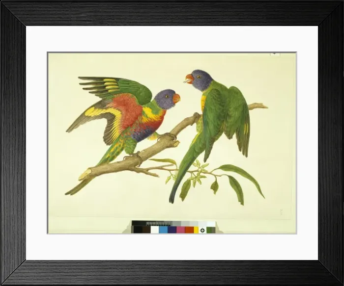 Framed Print : Trichoglossus haematodus, rainbow lorikeet