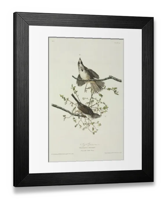 Framed Print : Melospiza melodia, song sparrow