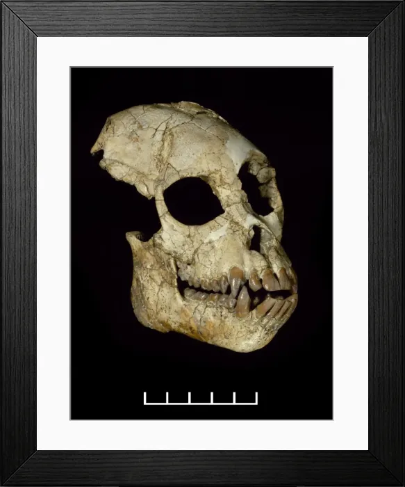 Framed Print : Proconsul africanus Framed Print : Proconsul africanus