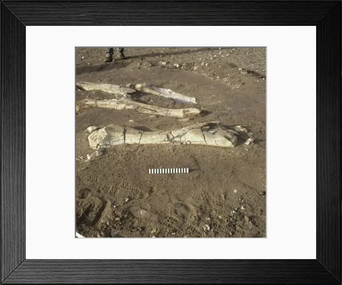 Framed Print : Dinosaur excavation, Niger 1988 Framed Print : Dinosaur excavation, Niger 1988