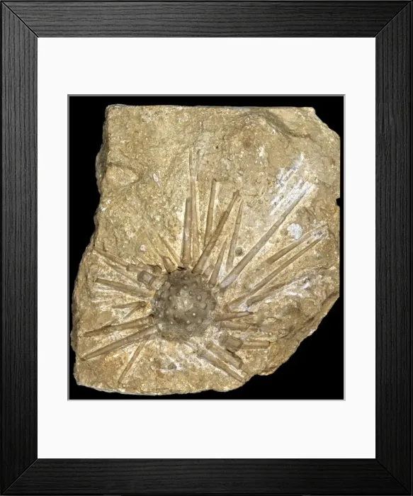 Framed Print : Hemicidaris intermedi, Jurassic sea urchin Framed Print : Hemicidaris intermedi, Jurassic sea urchin
