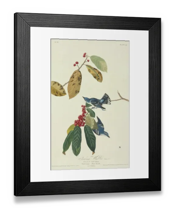 Framed Print : Dendroica cerulea, cerulean warbler Framed Print : Dendroica cerulea, cerulean warbler
