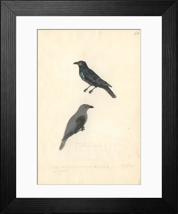 Framed Print : Aplonis striata, striated starling Framed Print : Aplonis striata, striated starling