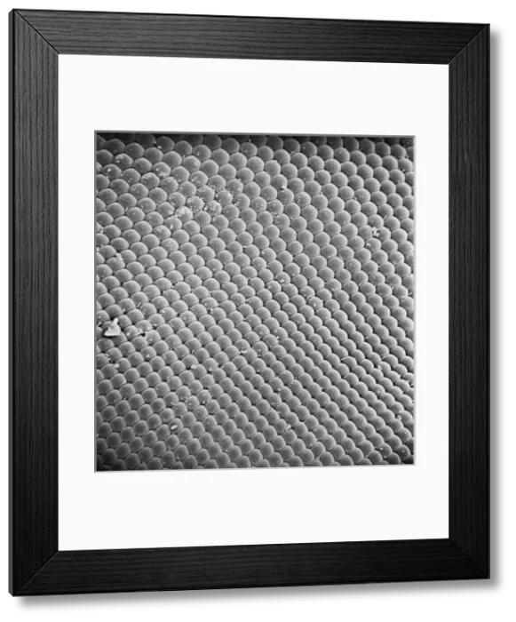 Framed Print : Calliphora vicina, blowfly or bluebottle Framed Print : Calliphora vicina, blowfly or bluebottle