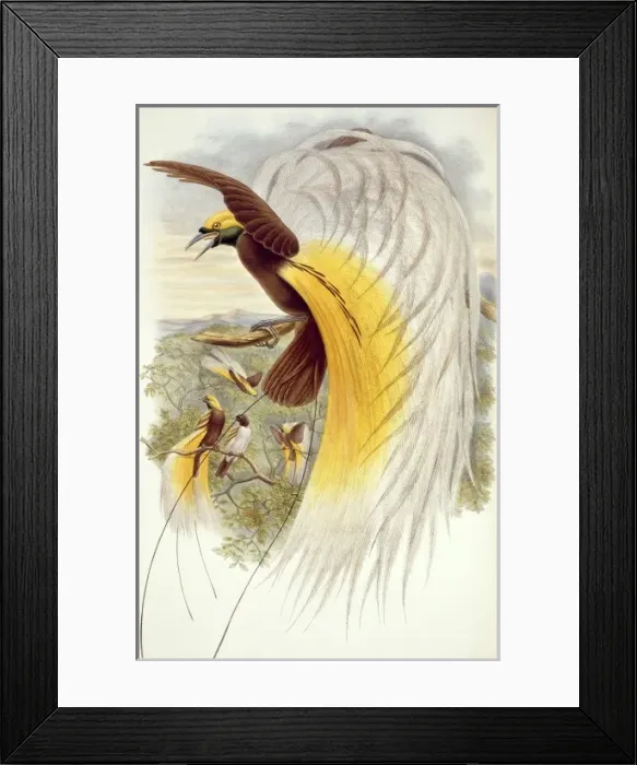 Framed Print : Paradisaea apoda, greater bird-of-paradise Framed Print : Paradisaea apoda, greater bird-of-paradise