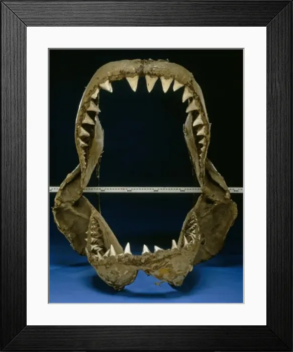Framed Print : Carcharodon carcharias, great white shark jaw bones Framed Print : Carcharodon carcharias, great white shark jaw bones